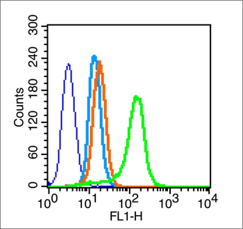 Phospho-Cyclin B1 (Ser133) Rabbit Polyclonal Antibody