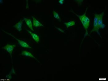 Phospho-Cyclin D1 (Thr286) Rabbit Polyclonal Antibody
