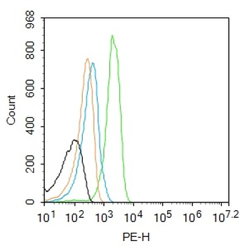 CCNG2 Rabbit Polyclonal Antibody