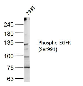 Phospho-EGFR (Ser991) Rabbit Polyclonal Antibody