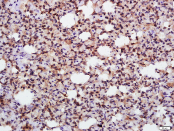 EIF2S1 Rabbit Polyclonal Antibody