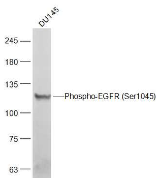 Phospho-EGFR (Ser1045) Rabbit Polyclonal Antibody