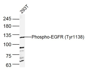 Phospho-EGFR (Tyr1138) Rabbit Polyclonal Antibody