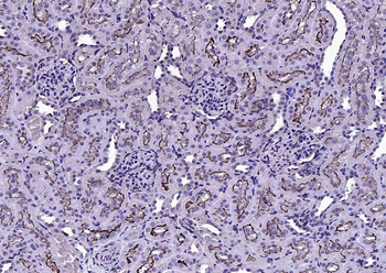 Phospho-Ezrin (Thr567) Rabbit Polyclonal Antibody