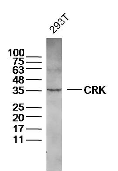 CRK Rabbit Polyclonal Antibody