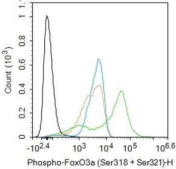 FoxO3a (phospho-Ser318/321) antibody
