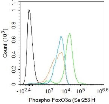 FoxO3a (phospho-Ser253) antibody