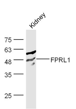 FPRL1 Rabbit Polyclonal Antibody