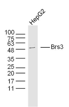 Brs3 Rabbit Polyclonal Antibody