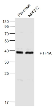PTF1A Rabbit Polyclonal Antibody