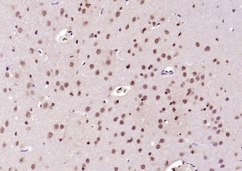 RNF105 antibody