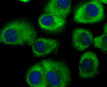GEF H1 Recombinant Rabbit Monoclonal Antibody
