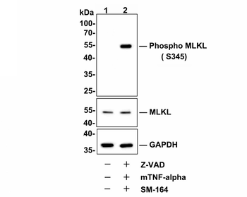 Phospho-MLKL (Ser345) Recombinant Rabbit Monoclonal Antibody