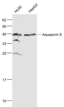 Aquaporin 8 Rabbit Polyclonal Antibody