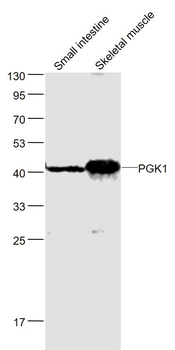 PGK1 Rabbit Polyclonal Antibody