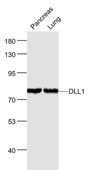 DLL1 Rabbit Polyclonal Antibody