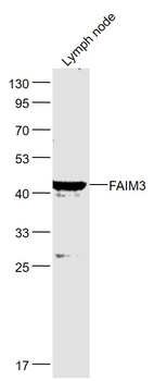 FAIM3 Rabbit Polyclonal Antibody