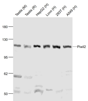 Piwil2 Rabbit Polyclonal Antibody