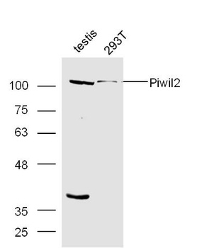 Piwil2 antibody