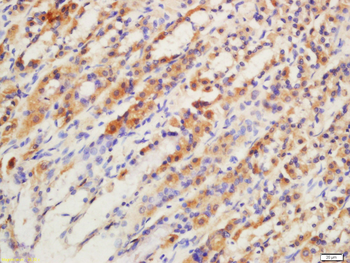 GPR15 Rabbit Polyclonal Antibody