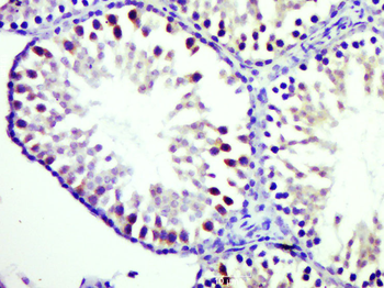Phospho-GSK-3 Beta (Thr390) Rabbit Polyclonal Antibody