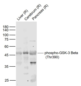 Phospho-GSK-3 Beta (Thr390) Rabbit Polyclonal Antibody
