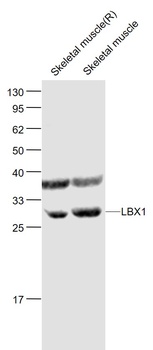 LBX1 antibody