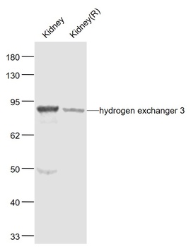 Hydrogen Exchanger 3 antibody