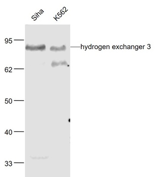 Hydrogen Exchanger 3 antibody