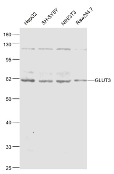 GLUT3 antibody