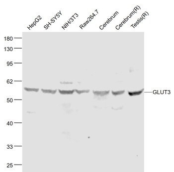 GLUT3 antibody
