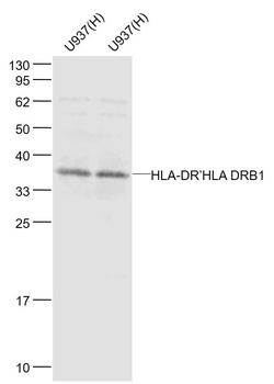 HLA-DR antibody