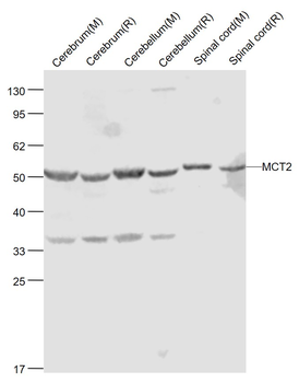 MCT2 Rabbit Polyclonal Antibody