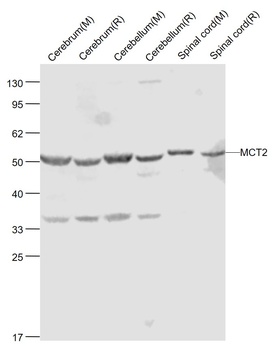 MCT2 antibody