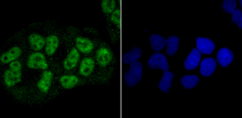 NRF1 Recombinant Rabbit Monoclonal Antibody