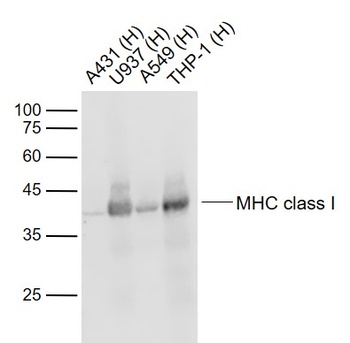 MHC Class I antibody