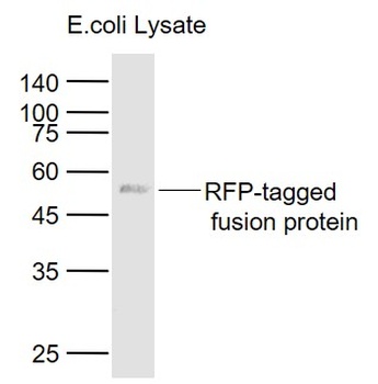 RFP antibody