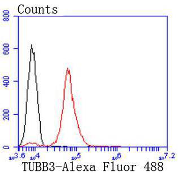 Tubulin beta-III Recombinant Rabbit Monoclonal Antibody
