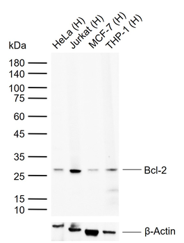 Bcl-2 Recombinant Rabbit Monoclonal Antibody