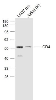CD4 antibody