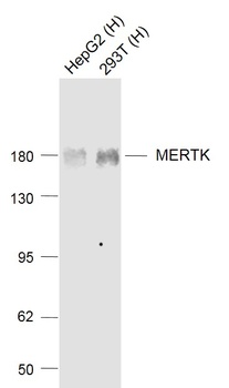 MERTK antibody