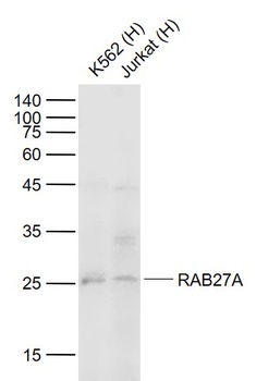 RAB27A antibody