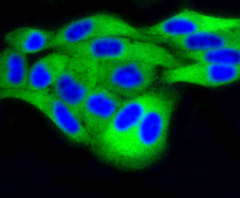 DUSP6 Recombinant Rabbit Monoclonal Antibody