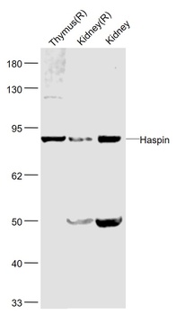 Haspin antibody