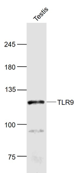 TLR9 Rabbit Polyclonal Antibody
