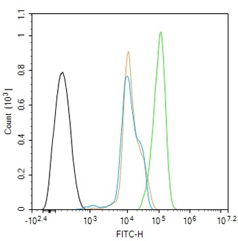 HDAC11 Rabbit Polyclonal Antibody