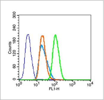 Histone H3 (Di Methyl K36) Rabbit Polyclonal Antibody