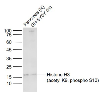 Histone H3 (acetyl K9, phospho S10) Rabbit Polyclonal Antibody