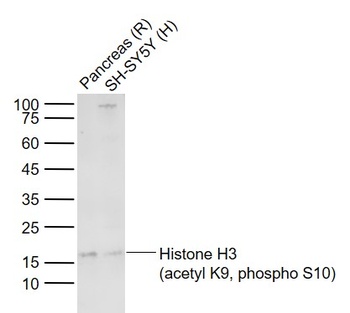 Acetyl and phospho-Histone H3 (Ac-K9/p-Ser10) antibody