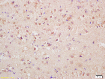 Phospho-Histone H3 (Thr3) Rabbit Polyclonal Antibody